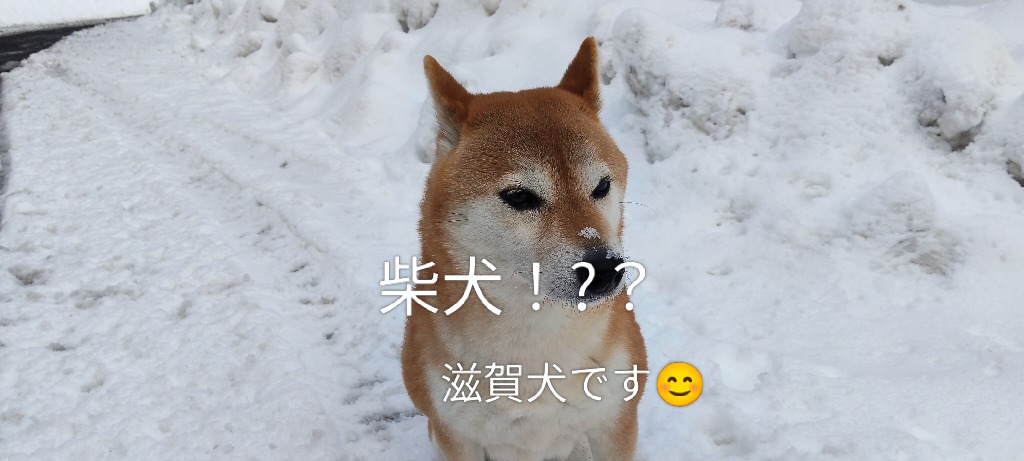 予約開始しました